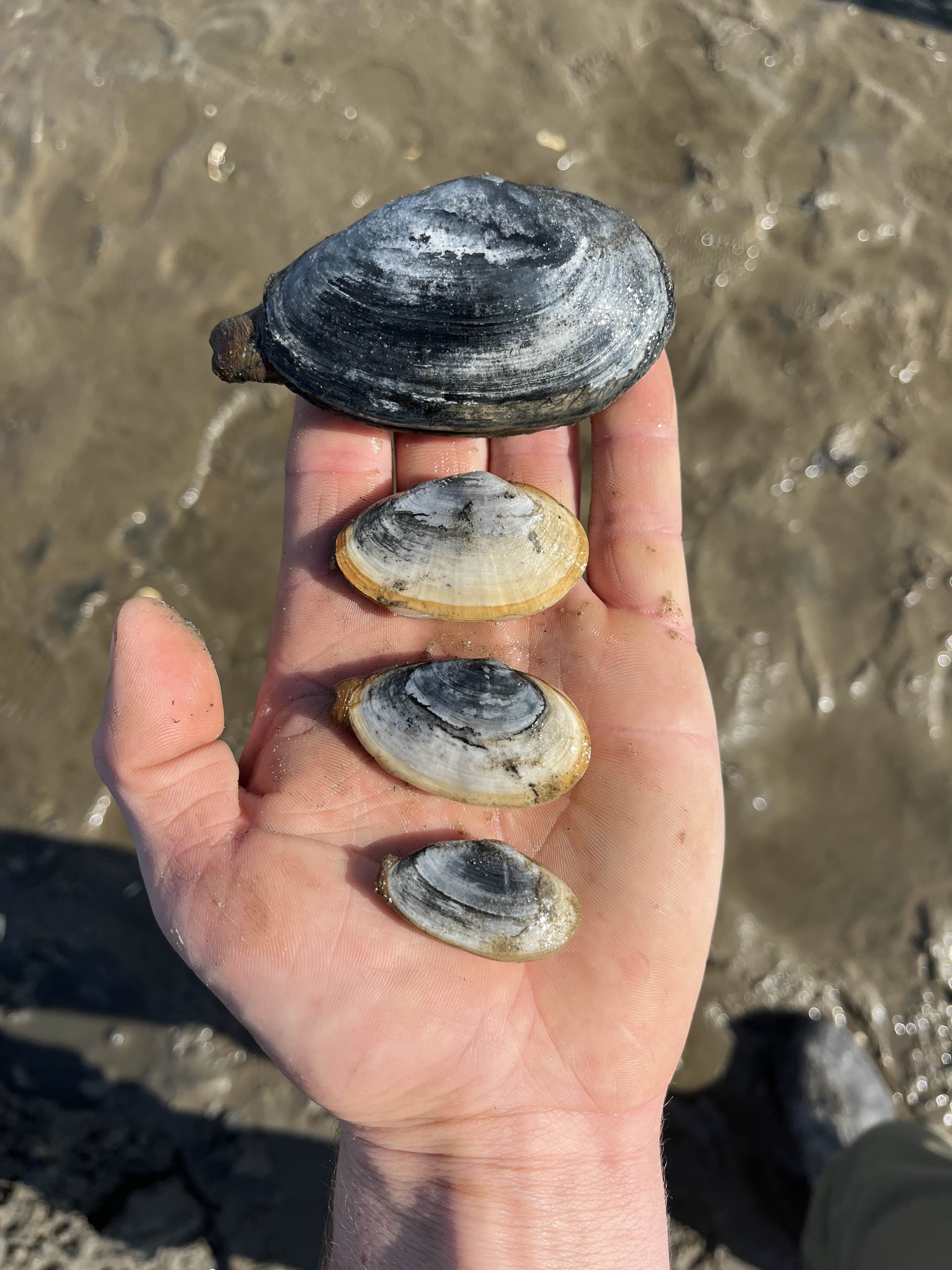 Clams